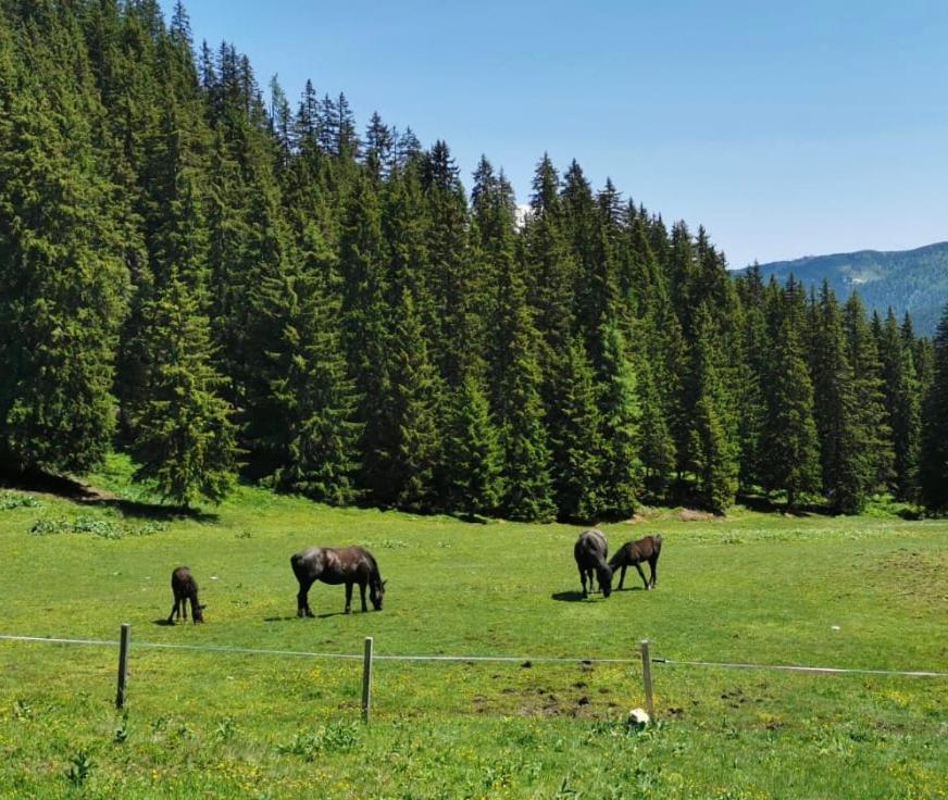 Lindbichlhof Urlaub Am Bio Bauernhof Apartment Sankt Johann im Pongau Bagian luar foto